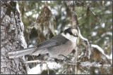 MSANGEAI DU CANADA - CANADA JAY      _MG_3810.jpg