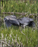 IGRAND HRON BLEU  -   GREAT BLUE HERON     MG_3768.jpg