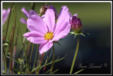 IMG_1136a