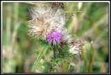 IMG_3004.jpg