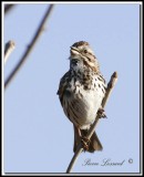 _MG_6461.jpg  -  BRUANT CHANTEUR / SONG SPARROW