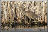 BUTOR DAMRIQUE /  AMERICAN BITTERN     _MG_6632.jpg