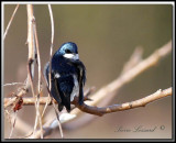 _MG_6516.jpg    HIRONDELLE BICOLORE
