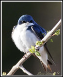 HIRONDELLE BICOLORE - TREE SWALLOW TAIL    _MG_8302a .jpg