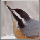 Sittelle  poitrine rousse  -  Red-breasted nuthatch     _MG_3656a