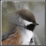 Msange  tte brune  -  Boreal chickadee     _MG_3676a
