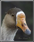 OOIE CENDRE -  GRAYLAG GOOSE - IMG_4226