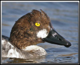 Garrot  oeil dor  -  Common goldeneye     _MG_7177