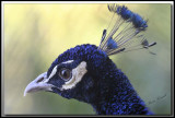  PAON BLEU ( Indien) mle /   INDIAN PEAFOWL male     IMG_4223