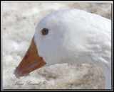 Oie blanche domestique  -  Domestic white goose     foretperdue 038