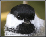 Msange  tte noire   -   Black-capped chickadee      IMG_7194