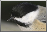 Msange  tte noire   -   Black-capped chickadee     IMG_8165