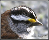 Bruant  gorge blanche  -  White-throated sparrow     IMG_9643a