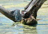 Green Heron