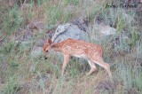 Whitetail Fawn