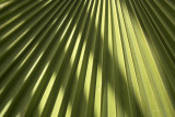 Palm leaf.jpg