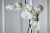 20130503 - Orchid