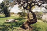 swinging tree