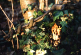 snake guard