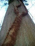 hairy creature crawl from tree