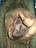tree cave