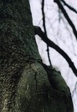 tree bottom