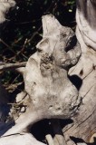 close-up of mouse-aries