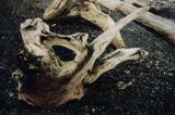 skeleton head of a stag