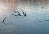 skeleton in frozen water