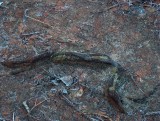 snake roots