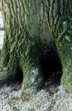 tree with little legs in snow