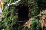 door of the tree-house
