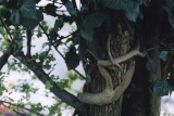 snake-woman around tree