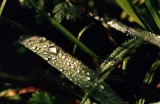 dew drops
