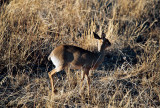 Dik-Dik - Samburu