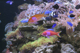 Reef Tank_3.jpg