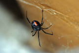 Black Widow-9057