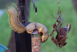 Squirrel-9629