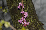 Redbud and Moss