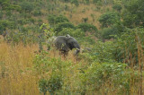Elephant in the Grass