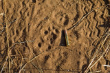 Leopard Tracks (Female)