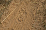 Lioness Track