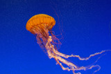 Jelly Fish