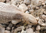 dying lizard.jpg