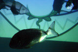 Poissons