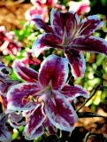 Stargazer Lilies -- Color Burn
