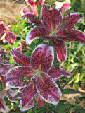 Stargazer Lilies -- Difference
