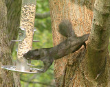 Black Squirrel Takes a Seed