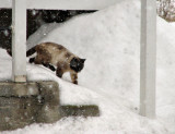 Siamese in the Snow 1