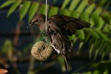 Common Starling (juvenile).jpg